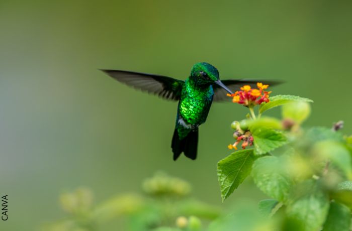 Foto de un colibrí verde