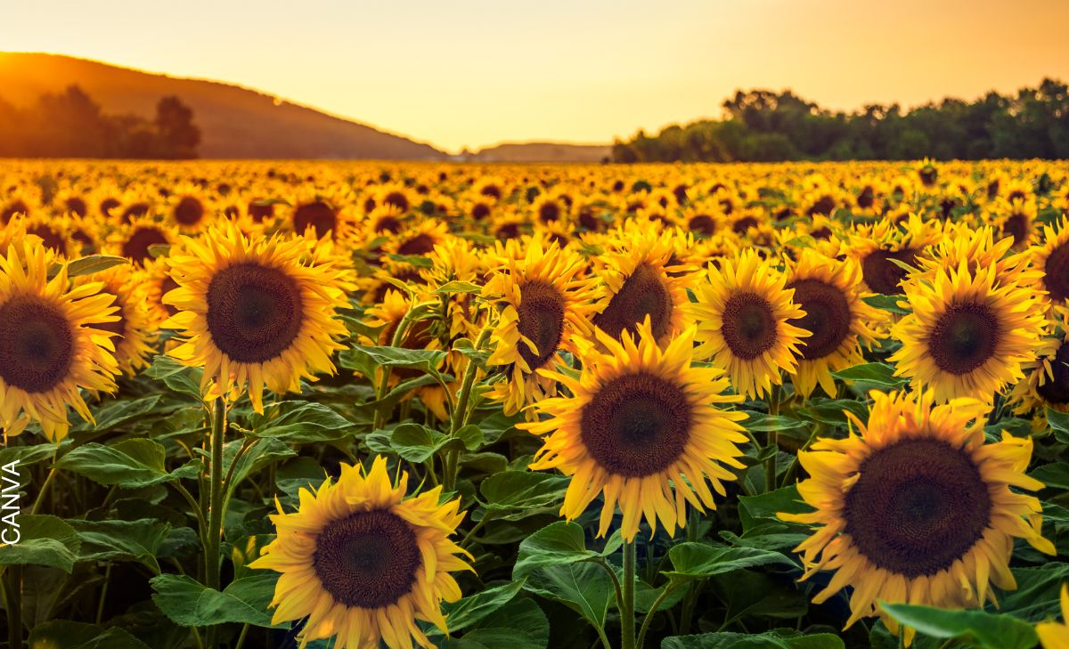 Qué significa soñar con girasoles, ¡es sinónimo de riqueza!