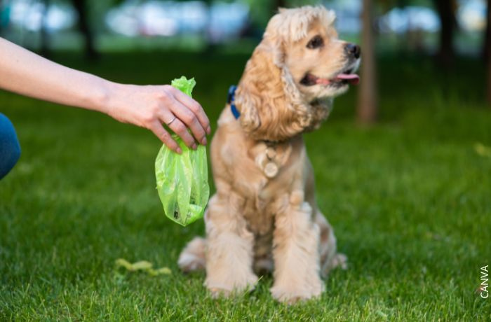 Foto de un perro al lado de la bolsa con su excremento