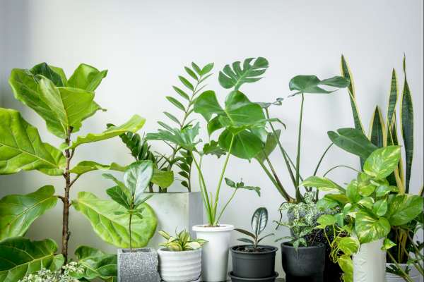 ¿Cuáles son las plantas que no debes tener en casa porque atraen mala suerte?