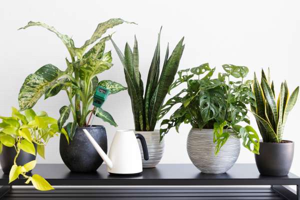 7 lugares de la casa donde no se deben poner plantas según el feng shui