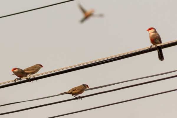 Por qué los pájaros no se electrocutan en los cables de electricidad