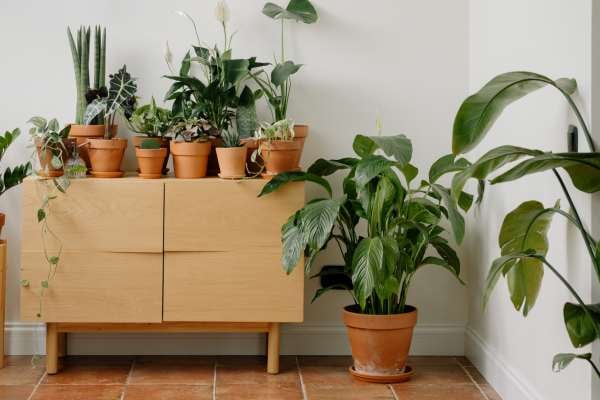 ¿Cuáles son las plantas que no debes tener en casa porque atraen mala suerte?