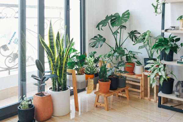 7 lugares de la casa donde no se deben poner plantas según el feng shui