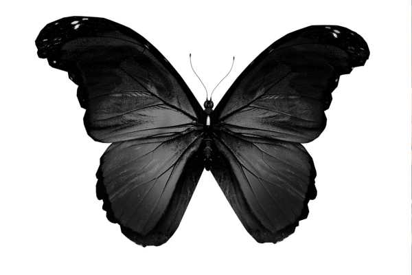 significado de ver mariposas negras