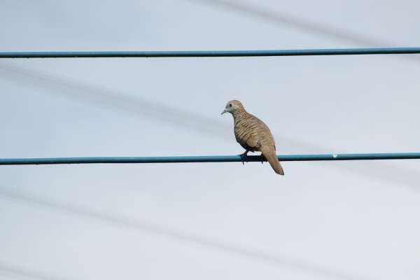 Por qué los pájaros no se electrocutan en los cables de electricidad