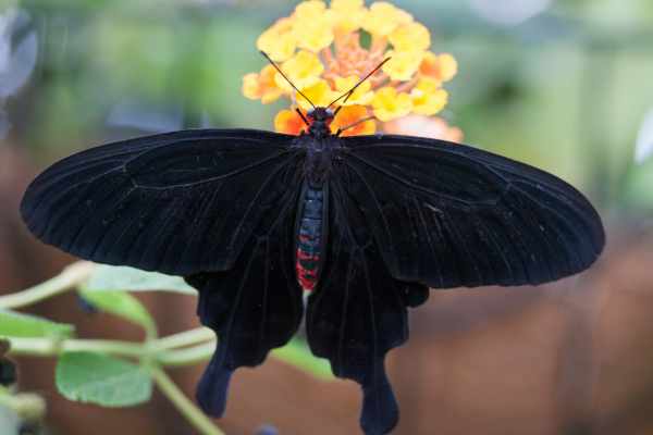 significado de ver mariposas negras