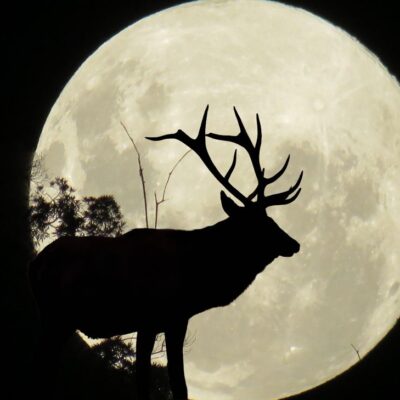 Luna de ciervo