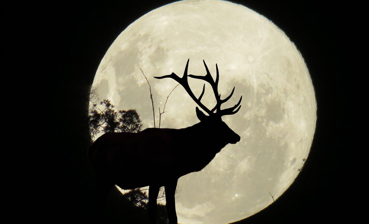Luna de ciervo