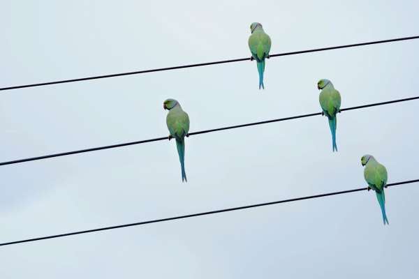 Por qué los pájaros no se electrocutan en los cables de electricidad