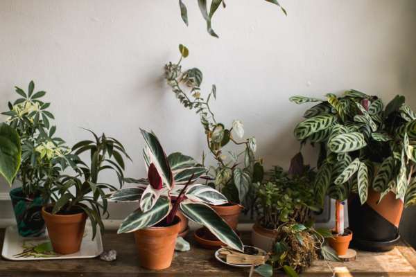 ¿Cuáles son las plantas que no debes tener en casa porque atraen mala suerte?