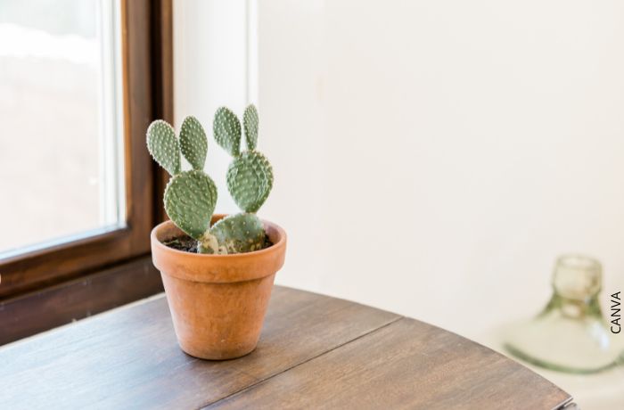 Foto de un cactus pequeño