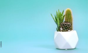 Cactus: significado espiritual cargado de energía positiva