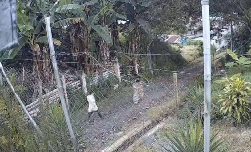cámara de seguridad que captó a pastor persiguiendo a su hijastra en Chinchiná Caldas
