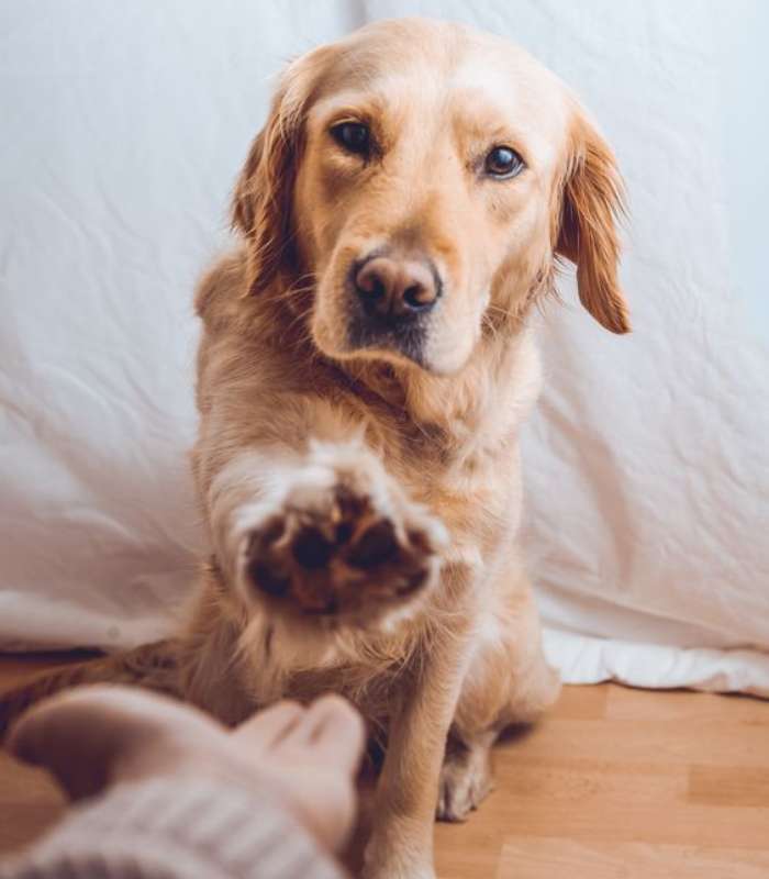 Imagen de un perro saludando a un humano 