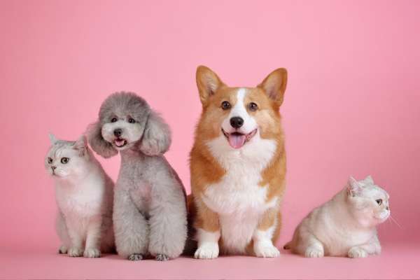 cómo cuidar tus mascotas durante la celebración de Año Nuevo