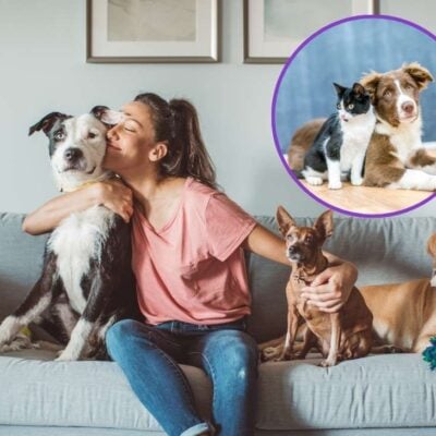 cómo cuidar tus mascotas durante la celebración de Año Nuevo