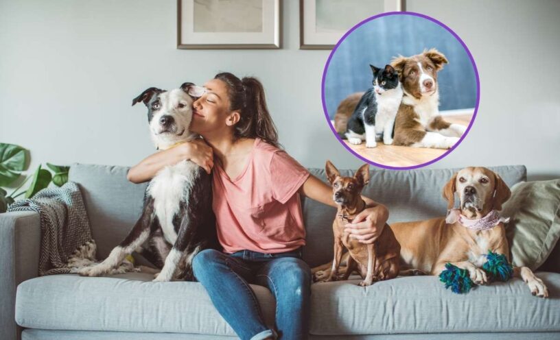 cómo cuidar tus mascotas durante la celebración de Año Nuevo