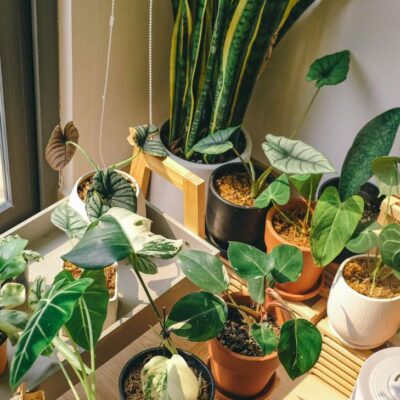 ¿Cuáles son las plantas que no debes tener en casa porque atraen mala suerte?