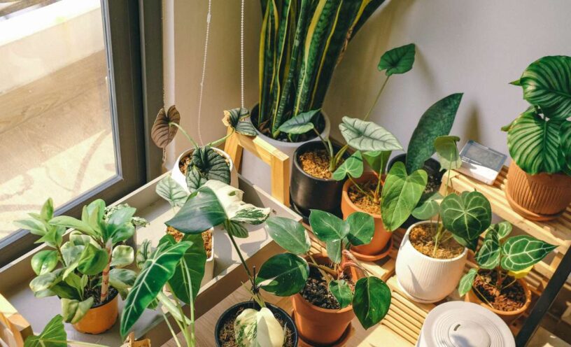 ¿Cuáles son las plantas que no debes tener en casa porque atraen mala suerte?