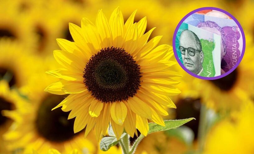 cuánto vale un ramo de flores amarillas