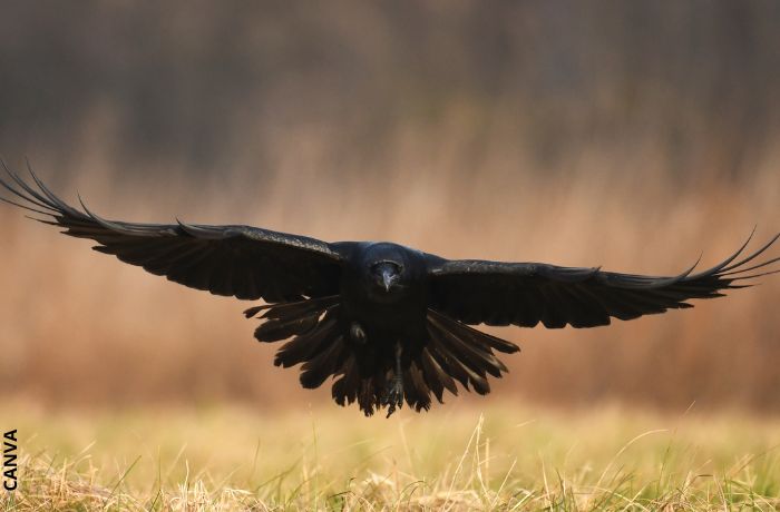 Foto de un cuervo volando