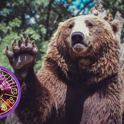 en-que-animal-reencarnarias-segun-tu-fecha-de-nacimiento