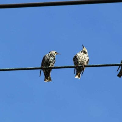 Por qué los pájaros no se electrocutan en los cables de electricidad