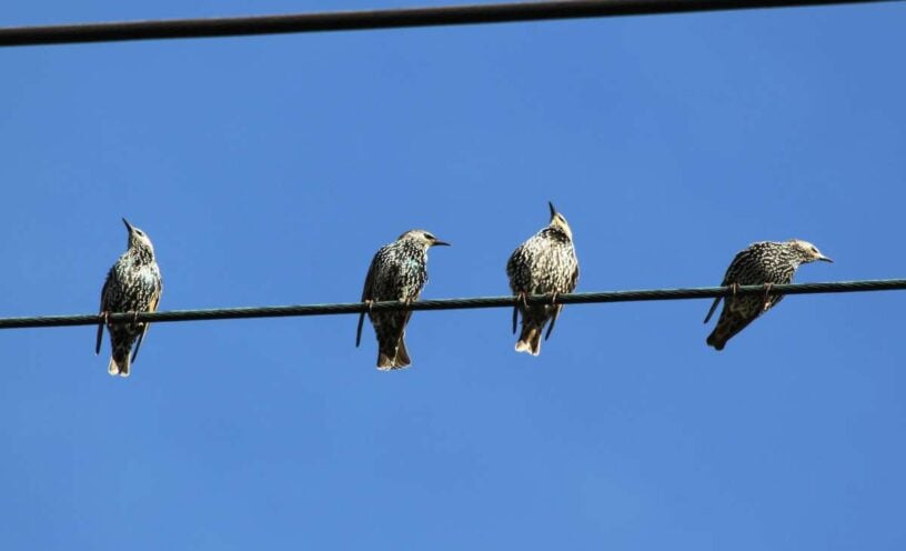 Por qué los pájaros no se electrocutan en los cables de electricidad