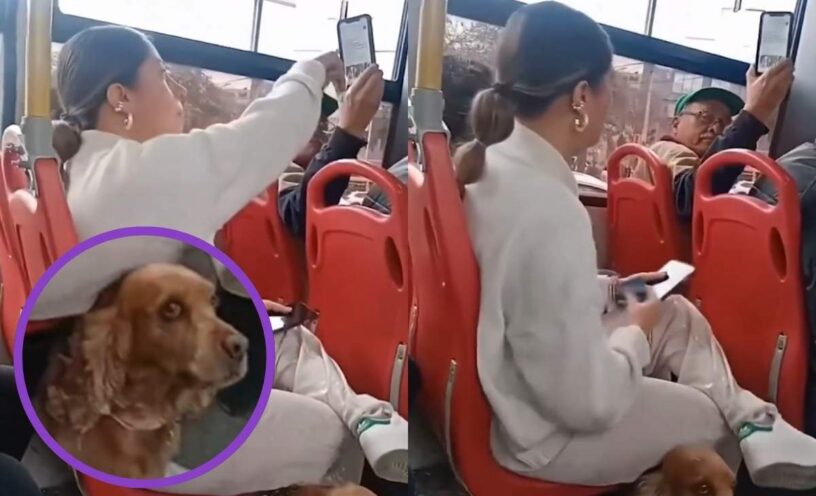 Criticaron a mujer por llevar a perro en un bus