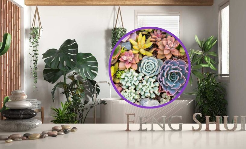 cuáles plantas poner en casa para atraer dinero y protección