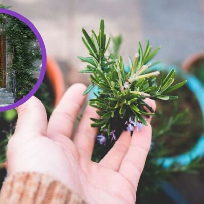 Dónde poner la planta de romero para atraer protección según el Feng Shui