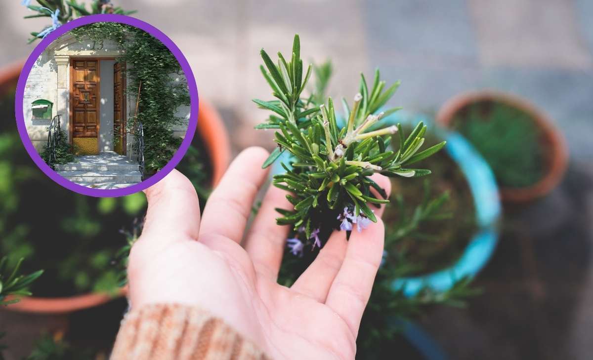 Dónde poner la planta de romero para atraer protección según el Feng Shui