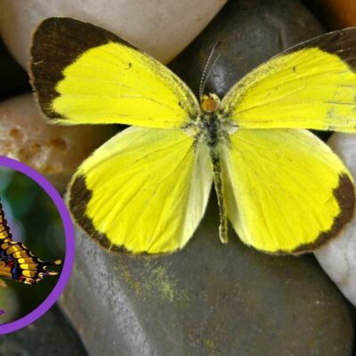 Esto significa ver mariposas amarillas en casa según la espiritualidad