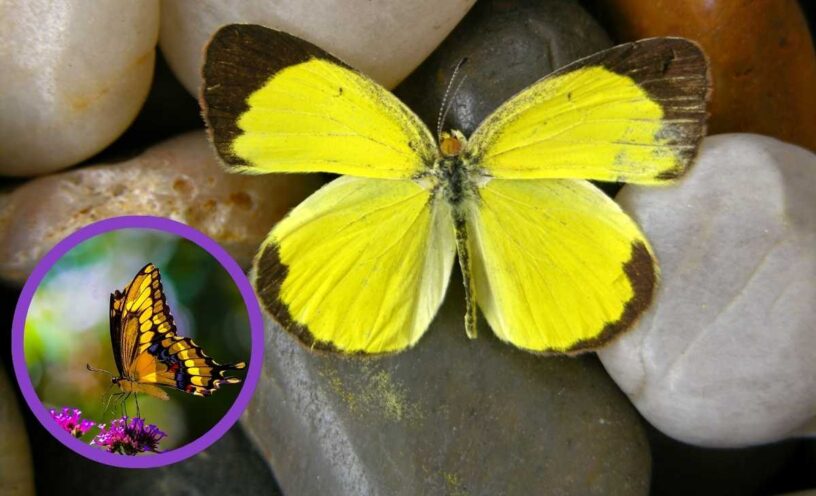 Esto significa ver mariposas amarillas en casa según la espiritualidad