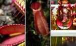 Alerta… ¡carnívoras! La exposición más mordelona del Jardín Botánico de Bogotá