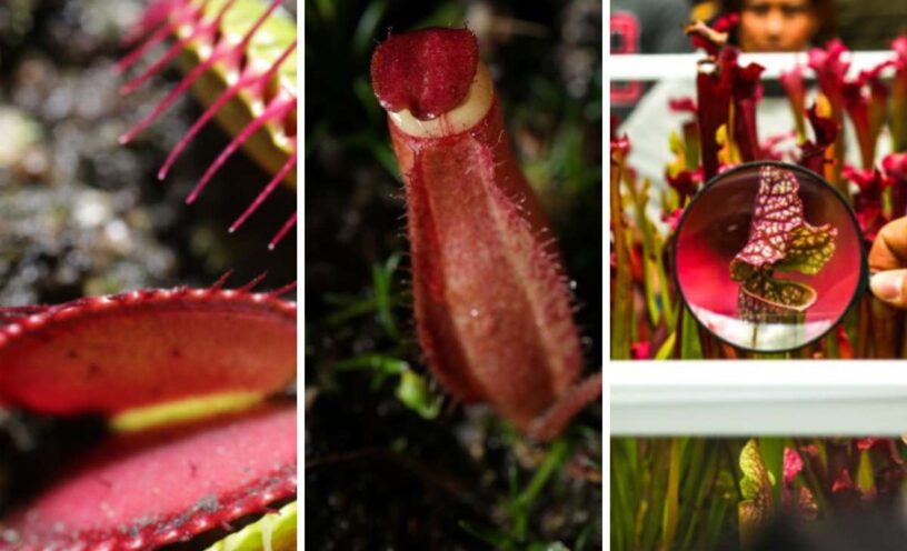 exposición de plantas carnívoras del Jardín Botánico