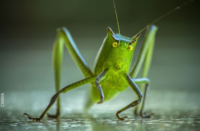 Foto de un grillo verde