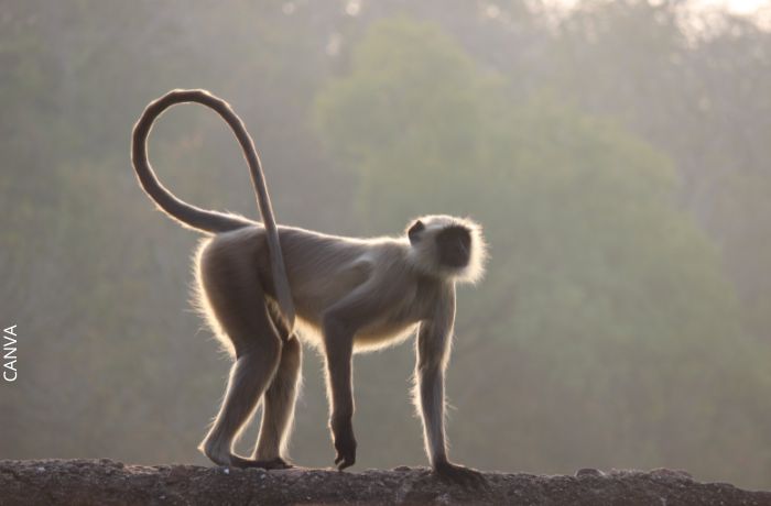 Foto de un mono