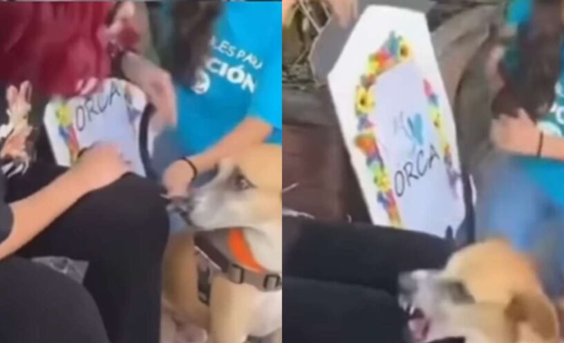 Melissa Gate fue atacada por un perro