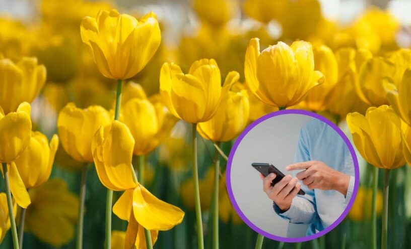 Las mejores frases y mensajes con flores amarillas para enviar este 21 de marzo en Colombia