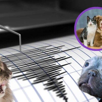 ¿Los animales pueden predecir temblores o terremotos?