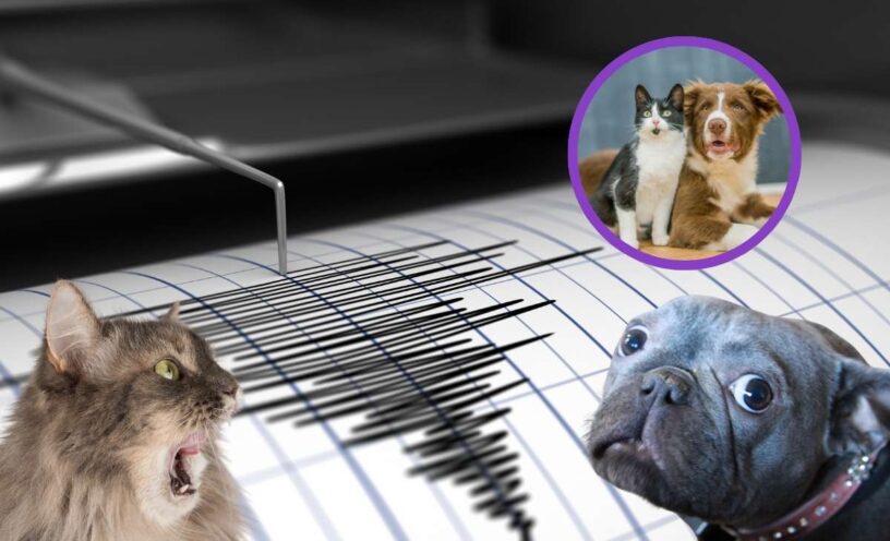 ¿Los animales pueden predecir temblores o terremotos?