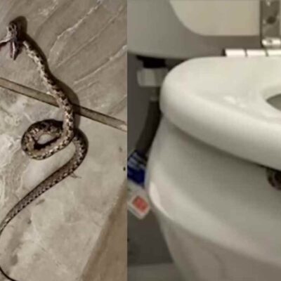 mujer es sorprendida por serpiente en el baño