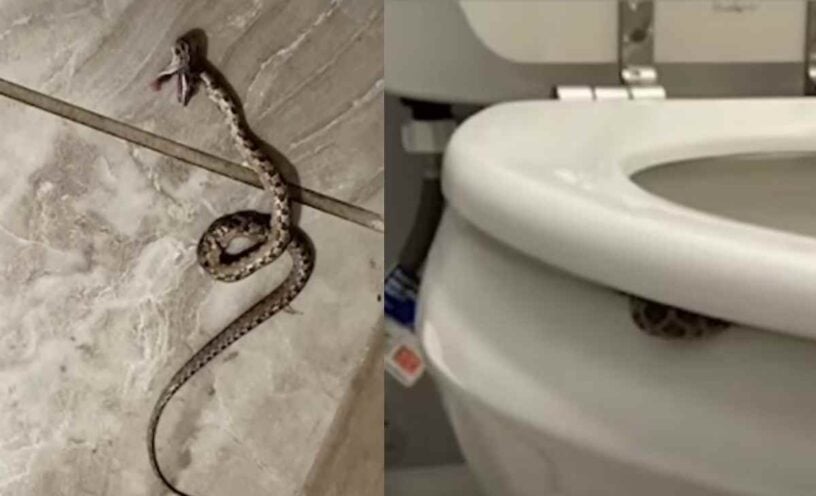 mujer es sorprendida por serpiente en el baño