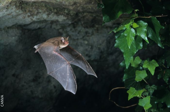 Foto de un murciélago volando