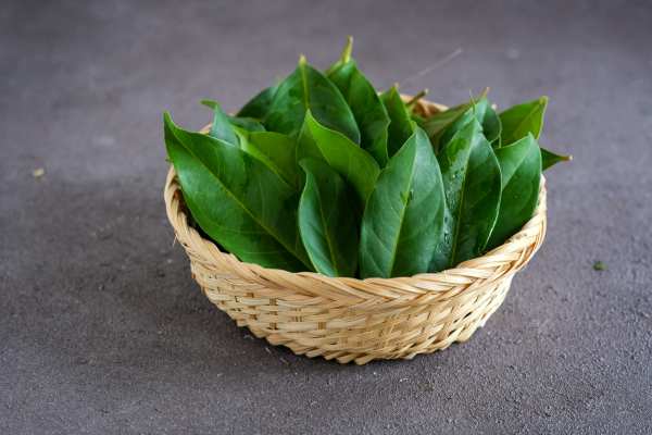 por qué debe ponerse una hoja de laurel en el zapato