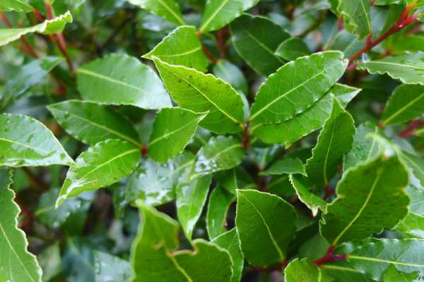 por qué debe ponerse una hoja de laurel en el zapato