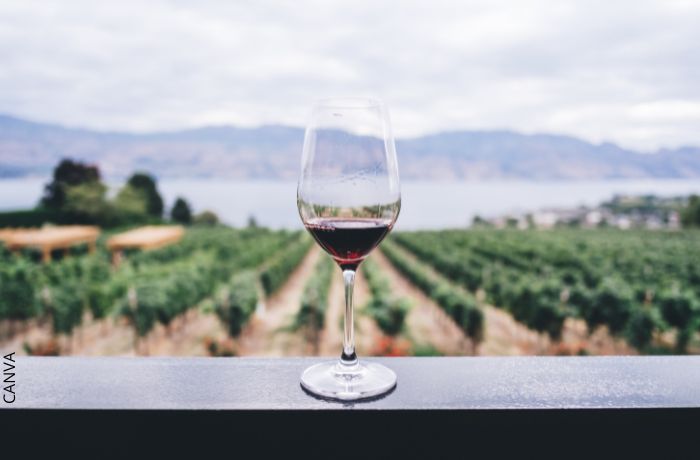 Foto de una copa de vino frente a un viñedo