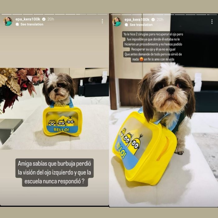 perro de Epa Colombia perdió un ojo